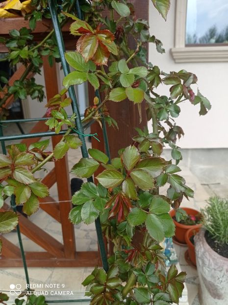 Posibil Eden rose 23 aprilie 2023 - In fața terasei