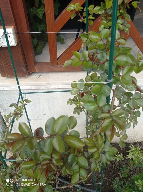 23 aprilie 2023 - Cățărător roșu