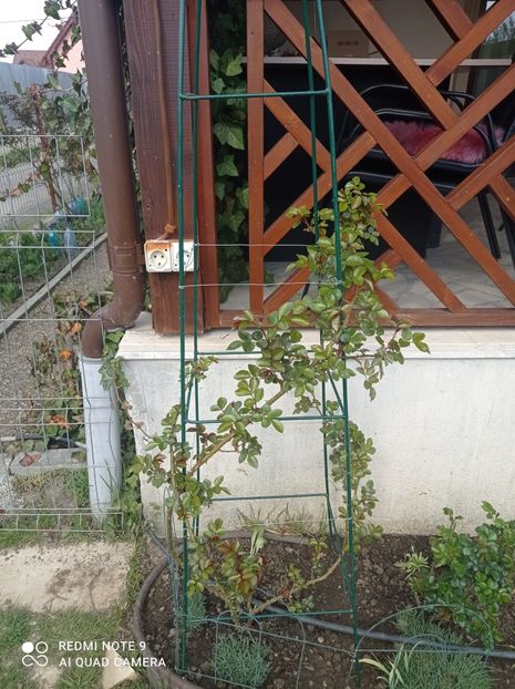 23 aprilie 2023 - Cățărător roșu