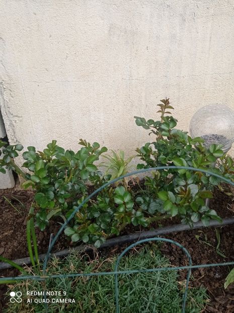 Leonardo da Vinci-al doilea bine dezvoltat 23 aprilie 2022 - Leonardo de Vinci