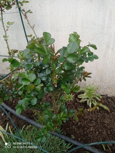 Leonardo da Vinci-al doilea slab dezvoltat 23 aprilie 2023 - Leonardo de Vinci