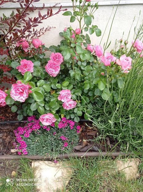 Leonardo da Vinci-bine dezvoltat-2022 - Leonardo de Vinci