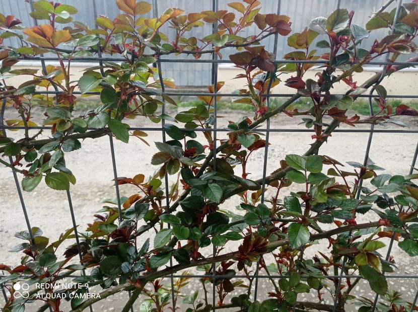 Florentina 23 aprilie 2023 - Florentina