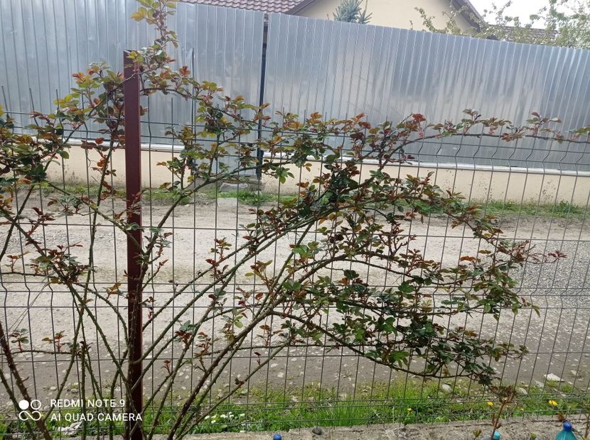 Florentina 23 aprilie 2023 - Florentina