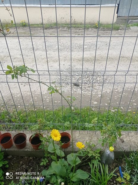 Nr14 - 23 aprilie 2023 - Golden celebration posibil