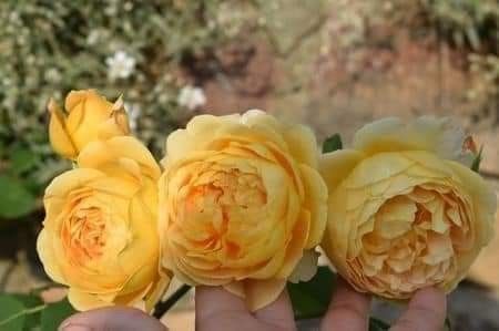 Nr 14 - așa ar trebui sa arate - Golden celebration posibil