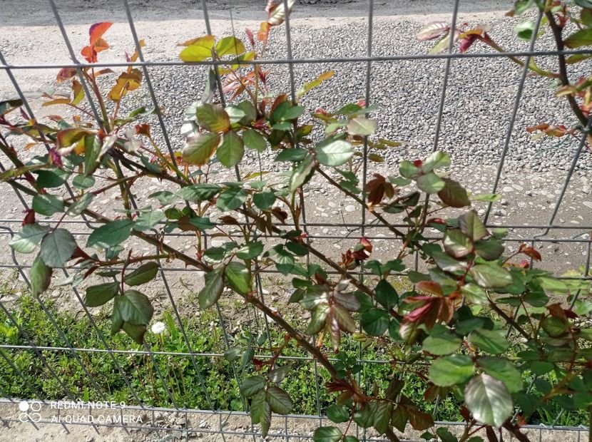 Westerland 23 aprilie 2023 - Westerland