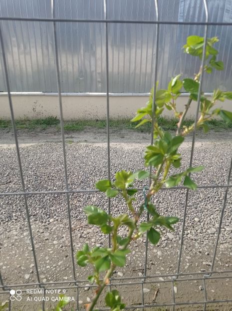 Rhapsody in blue 23 aprilie 2023 - Rhapsody in blue