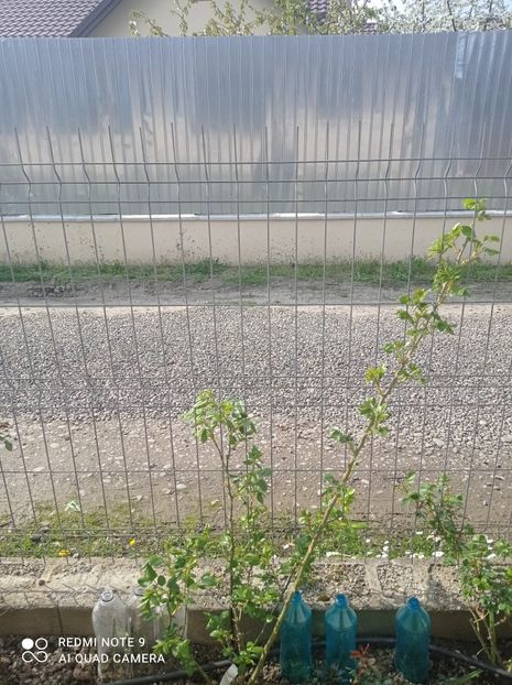 Rhapsody in blue 23 aprilie 2023 - Rhapsody in blue