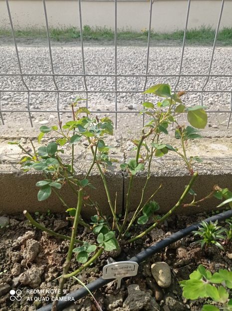 Souvenir du docteur Jamain 23 aprilie 2023 - Souvenir du docteur Jamain