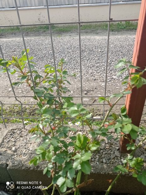 Bajazzo 23 aprilie 2023 - Bajazzo