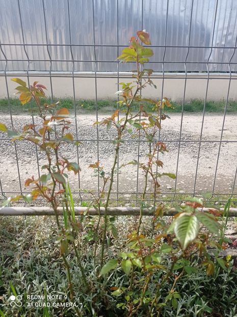 Moonlight 23 aprilie 2023 - Moonlight