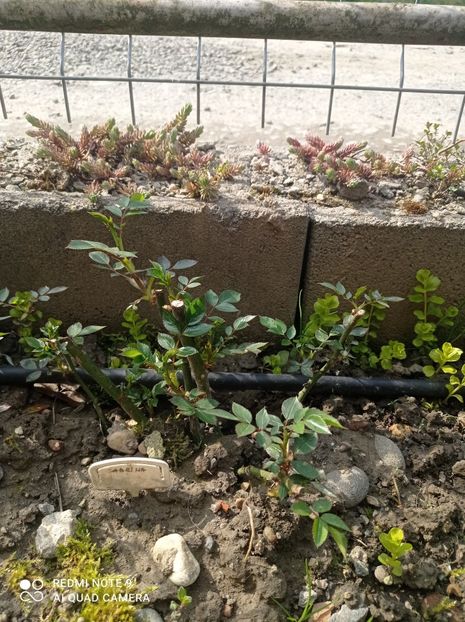 Sabrina 23 aprilie 2023 - Sabrina