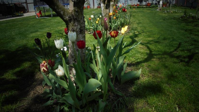  - Splendori in gradina