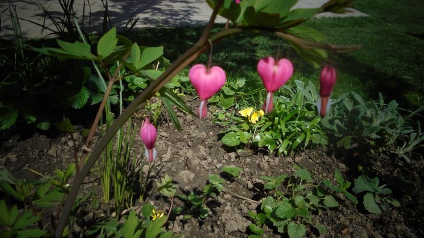  - Splendori in gradina