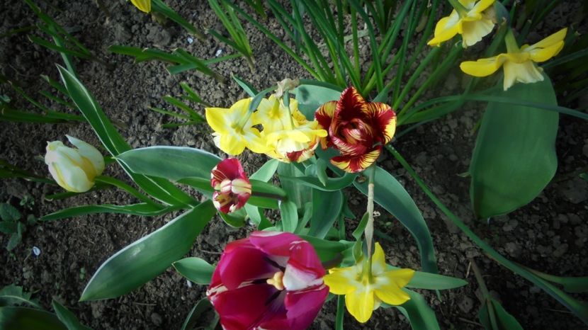  - Splendori in gradina