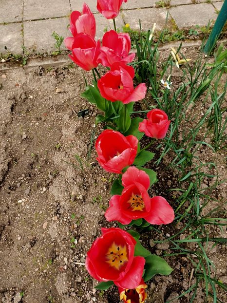 Img.2023.04.22 - A doua grădină