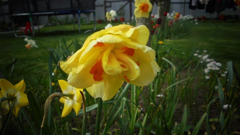  - Splendori in gradina