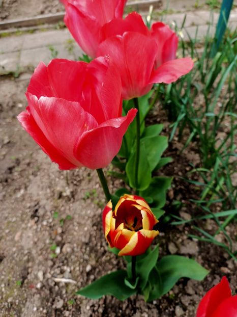 Img.2023.04.22 - A doua grădină