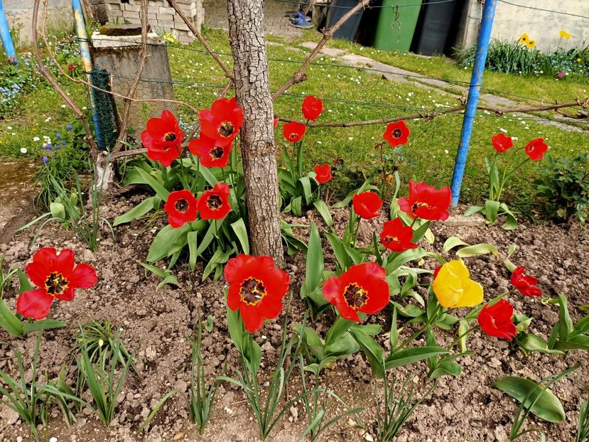 Img.2023.04.22 - A doua grădină