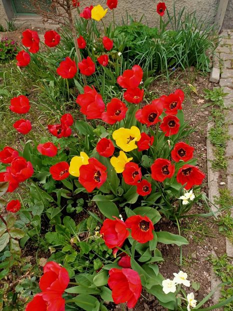 Img.2023.04.22 - A doua grădină