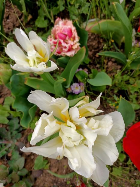 Img.2023.04.22 - A doua grădină