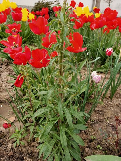 Img.2023.04.22 - A doua grădină