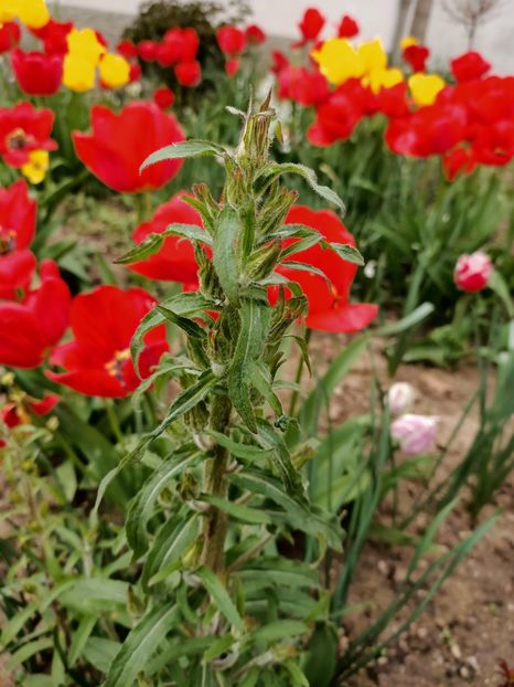 Img.2023.04.22 - A doua grădină
