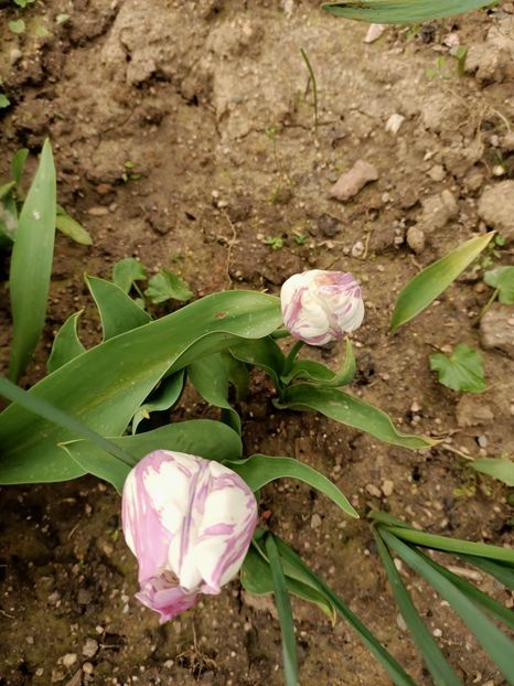 Img.2023.04.22 - A doua grădină