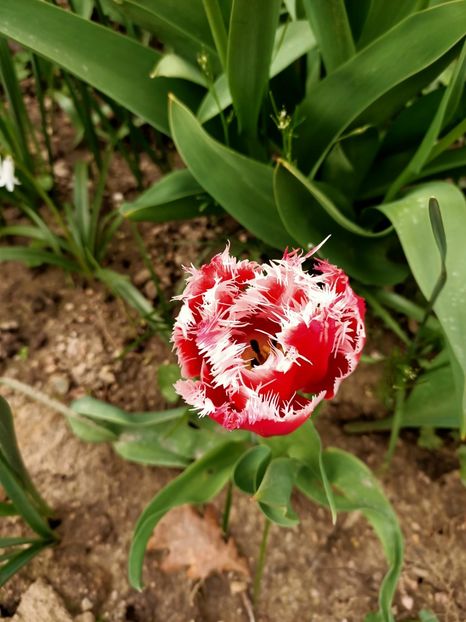 Img.2023.04.22 - A doua grădină