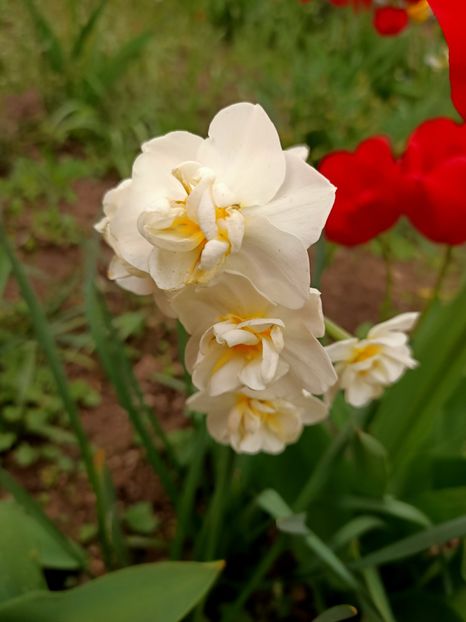 Img.2023.04.22 - A doua grădină