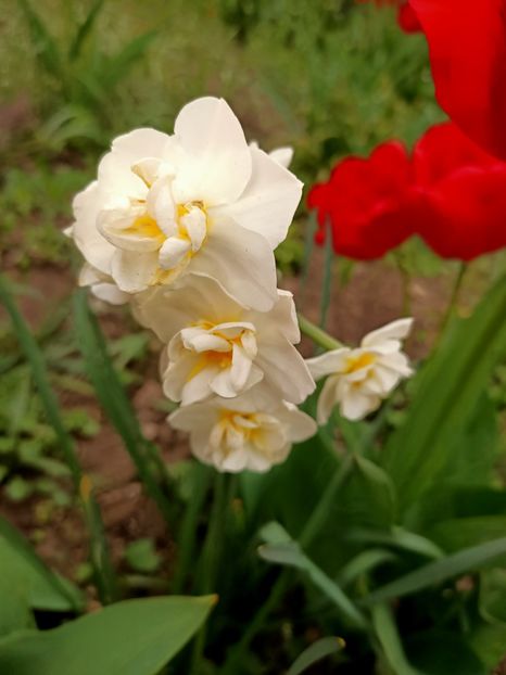 Img.2023.04.22 - A doua grădină