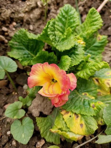 Img.2023.04.22 - A doua grădină