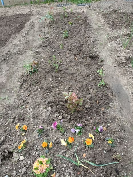 Img.2023.04.22 - A doua grădină