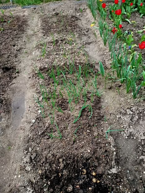 Img.2023.04.22 - A doua grădină