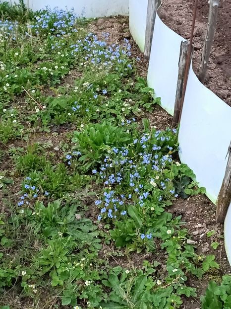 Img.2023.04.22 - A doua grădină
