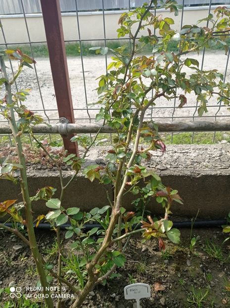 Eden rose 23 aprilie 2023 - Gardul din spatele casei