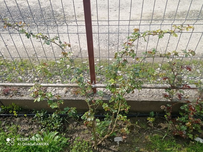 Eden rose 23 aprilie 2023 - Gardul din spatele casei