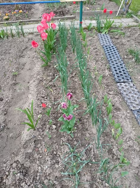 Img.2023.04.22 - A doua grădină