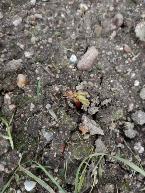 Img.2023.04.22- Bujor alb❤️ - A doua grădină