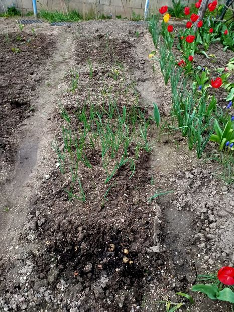 Img.2023.04.22 - A doua grădină
