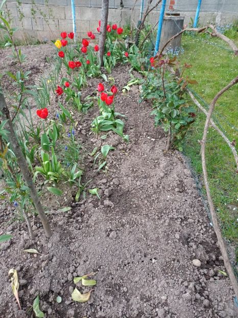 Img.2023.04.22 - A doua grădină