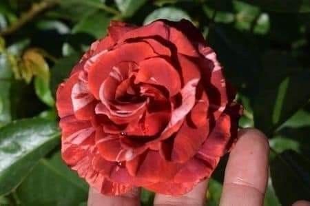 Nr.27 așa ar trebui sa arate - Brownie