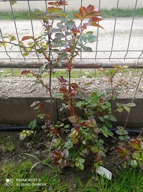 Brownie 23 aprilie 2023 - Brownie