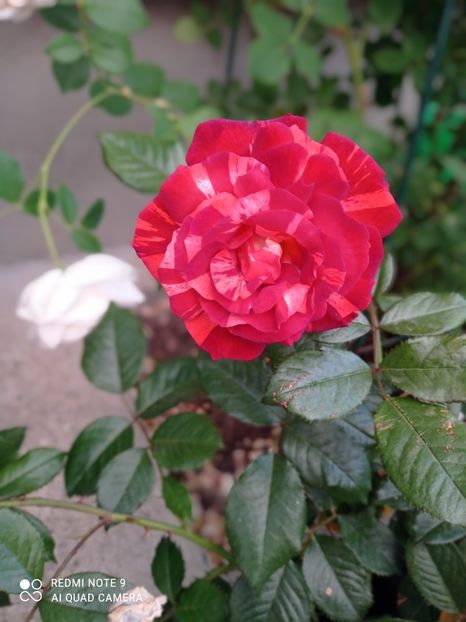 Brownie-floare 2022 - Brownie