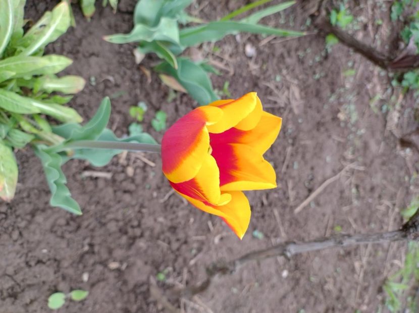  - Flori de gradina-2023