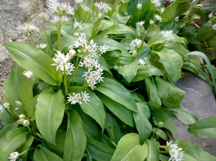  - Flori de gradina-2023