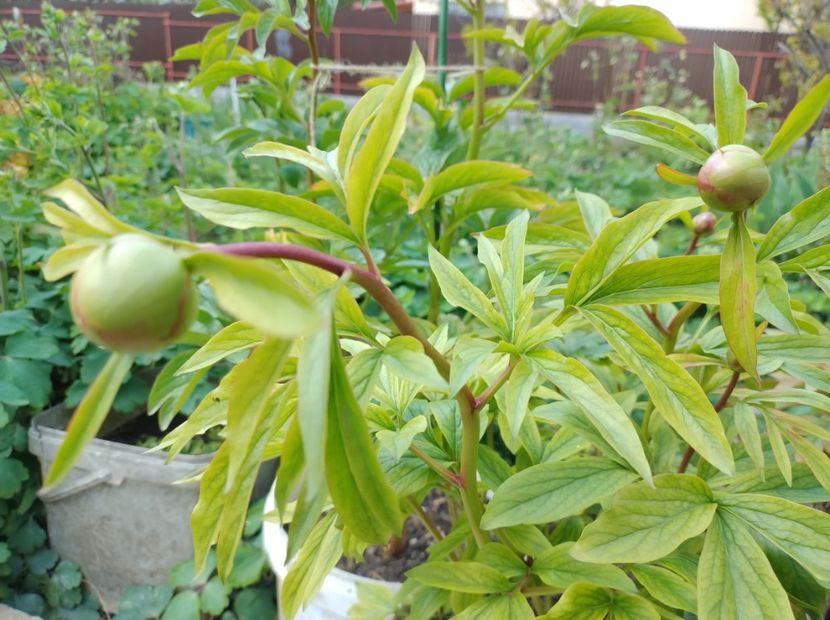  - Flori de gradina-2023