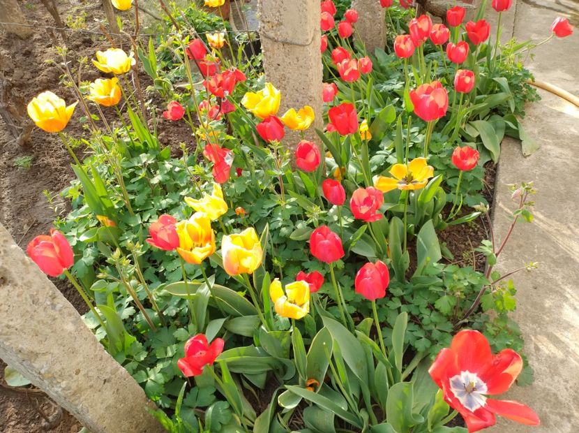  - Flori de gradina-2023