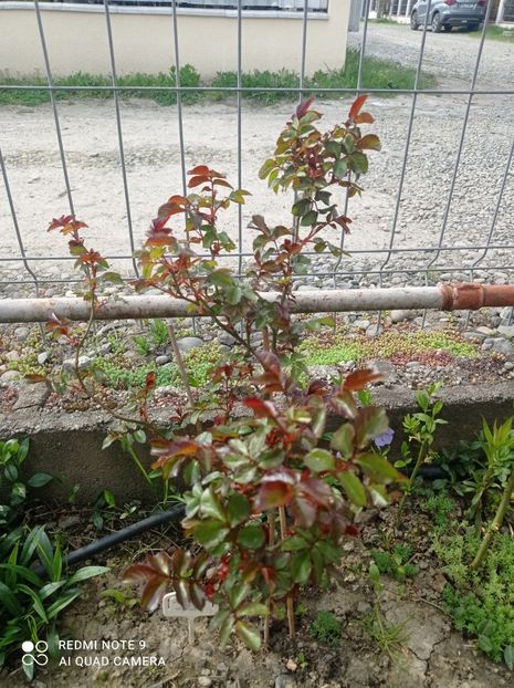 Oranges and lemons 23 aprilie 2023 - Oranges and lemons